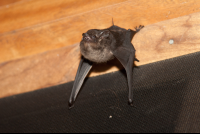 Bat On A Wall
 - Costa Rica