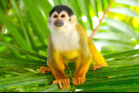        Endangered Squirrel Monkey Looking Up
  - Costa Rica
