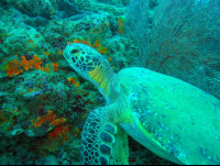 Pacific Green Sea Turtle In Front Of Coral Reef
 - Costa Rica
