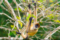        spider monkey curu refuge 
  - Costa Rica