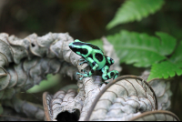        mawamba black green dart frog 
  - Costa Rica