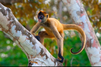 Spider Monkey Climbing Tree At Cuu Wildlife Refuge Edit
 - Costa Rica