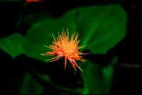Orange Flower On Los Patos Trail
 - Costa Rica
