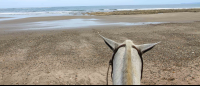 Horse Ears Facing The Ocean At Ario Beach
 - Costa Rica