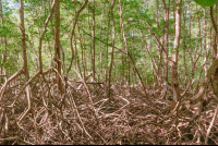       mangrove curu refuge 
  - Costa Rica