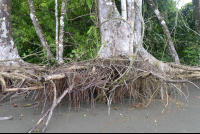 Tree Roots On The Beach At Sirena Ranger Station
 - Costa Rica