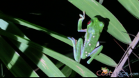red_eyed tree frog.png
 - Costa Rica