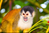        Squirrel Monkey Corcovado
  - Costa Rica