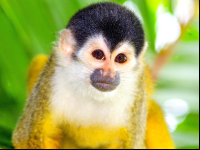        Squirrel Monkey Face Closeup
  - Costa Rica