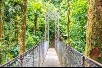 Suspension Bridge Hanging Bridges Mistico Park
 - Costa Rica