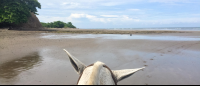 Horse Ears On Ario Beach
 - Costa Rica