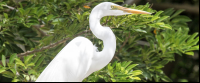great egret standing 
 - Costa Rica