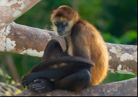        Lone Spider Monkey On Tree Branch Edit
  - Costa Rica