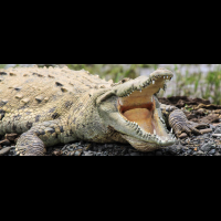        crocodile safari tour american croc 
  - Costa Rica