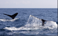 whale tails above sea 
 - Costa Rica
