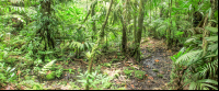        pocosol trail 
  - Costa Rica