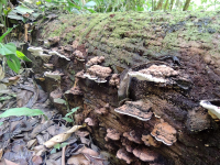 Gandoca Manzanillo Wildlife Refuge Mushrooms
 - Costa Rica
