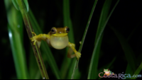 hourglass tree frog.png
 - Costa Rica