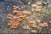 Mushrooms Growing On A Tree Trunk
 - Costa Rica