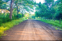        Dirt Road In Front Of Casa Alice Surf Lodge
  - Costa Rica