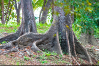 Tree Roots Curu
 - Costa Rica