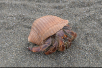 hermit crab on the sand at sirena ranger station corcovado national park 
 - Costa Rica