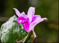 Purple Flower In Los Patos Trail
 - Costa Rica