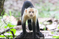 Capuchin Monkey Straight Crawl Curu
 - Costa Rica