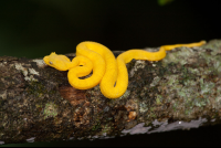        Pitviper Snake On A Tree At Cahuita National Park
  - Costa Rica