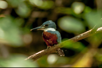        bird curu refuge 
  - Costa Rica