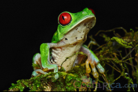 Red Eyed Green Tree Frog Perched On A Branch During The Night
 - Costa Rica