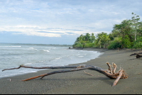 Beach At Sirena Ranger Station
 - Costa Rica
