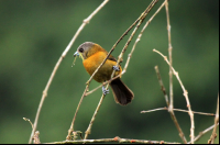 pocosol female tanager 
 - Costa Rica