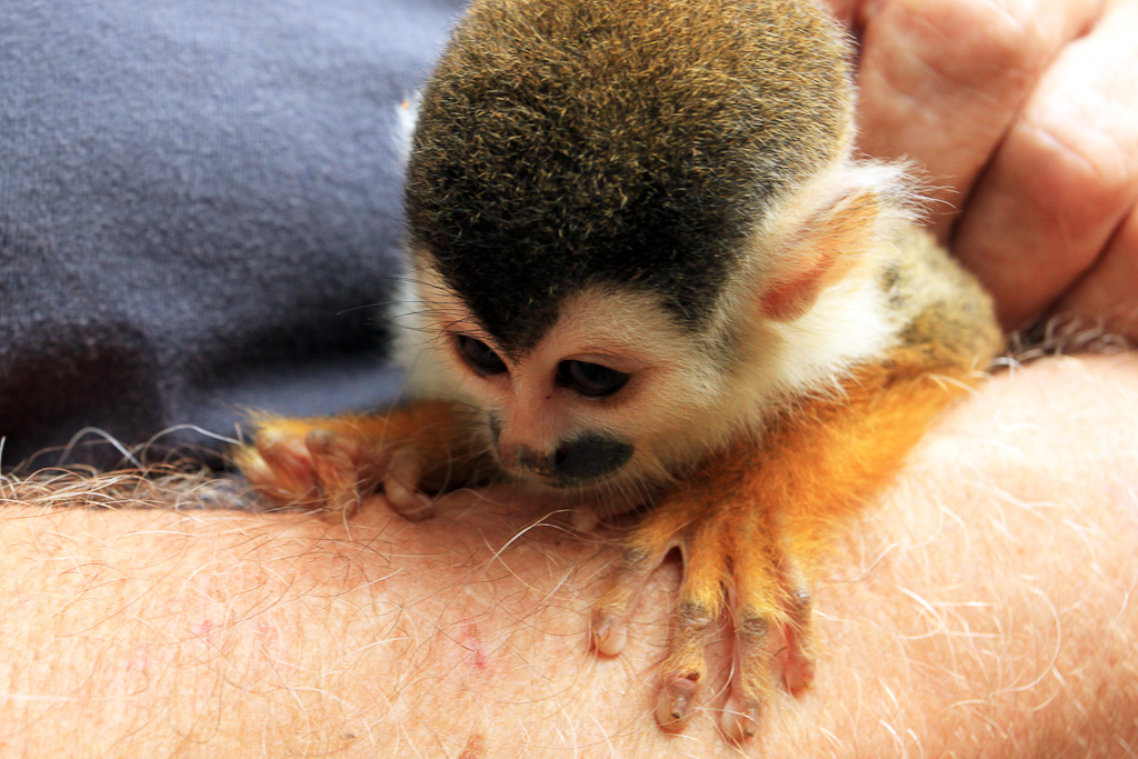 osa animal shelter blog titi monkey small hands 
 - Costa Rica