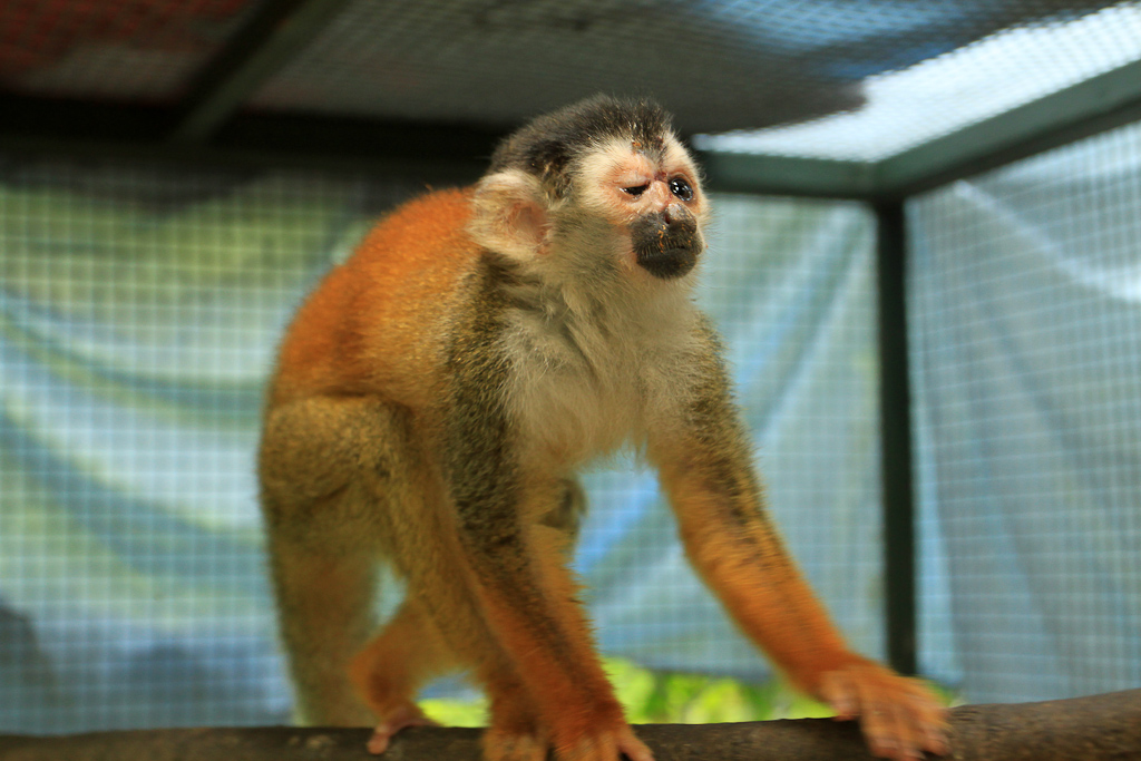 osa animal shelter blog titi monkey injured 
 - Costa Rica