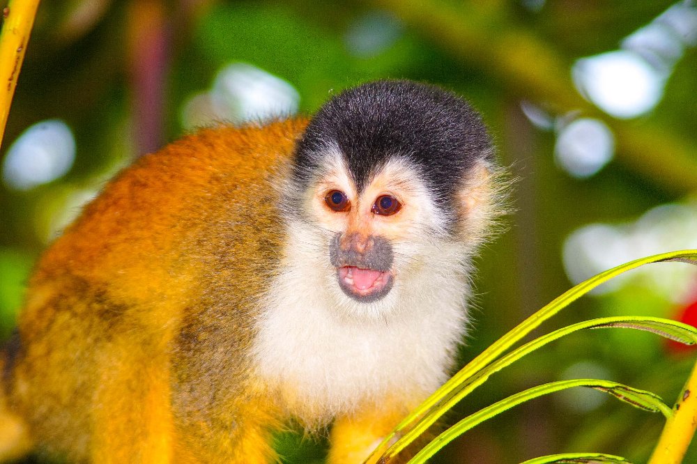        squirrel monkey corcovado
  - Costa Rica