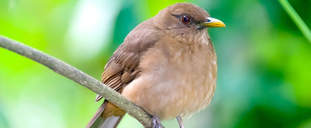        clay colored thrush national bird
  - Costa Rica