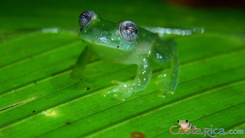 dusty glass frog.png
 - Costa Rica