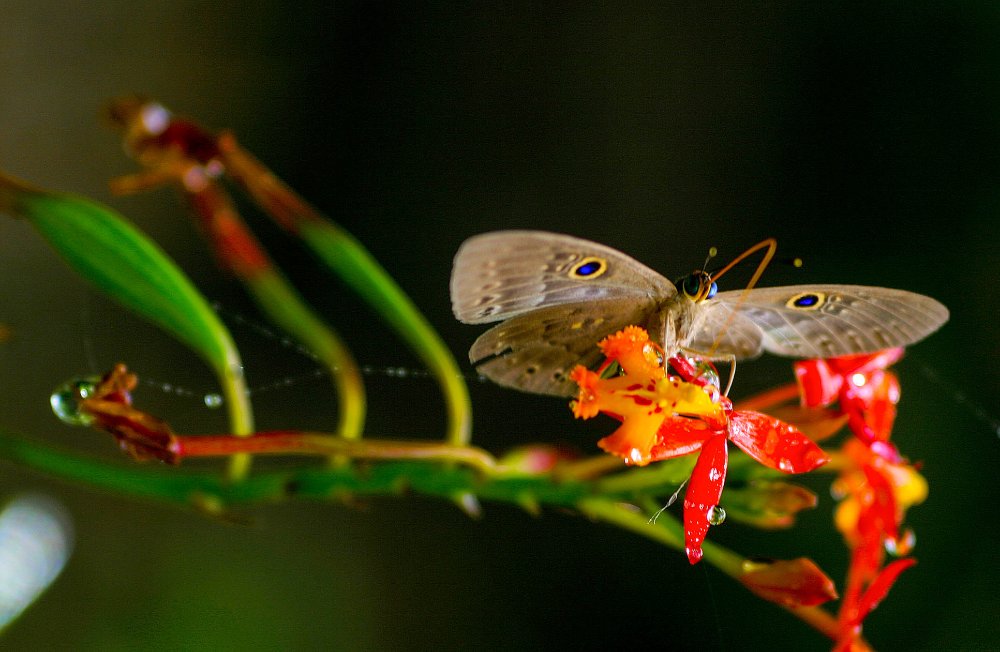        butterfly feeding inbio park heredia 
  - Costa Rica