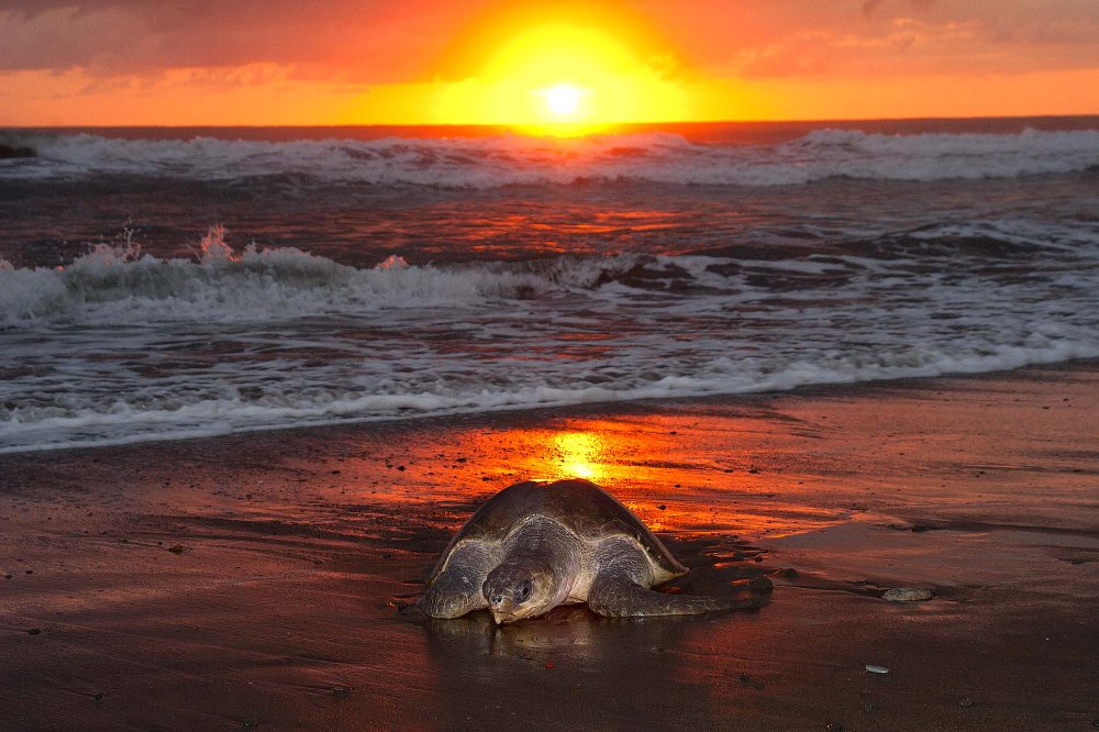 olive ridley going to nest ostional edit
 - Costa Rica