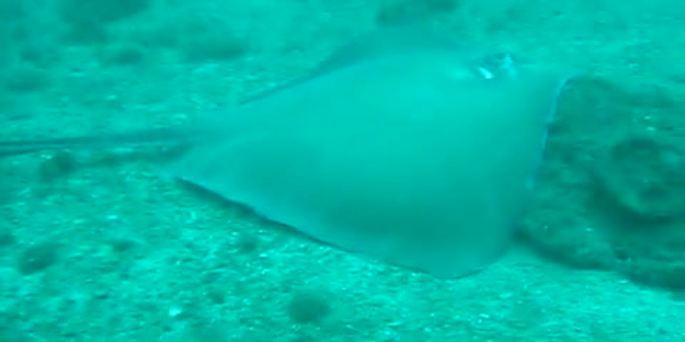 scuba diving with southern stingray
 - Costa Rica