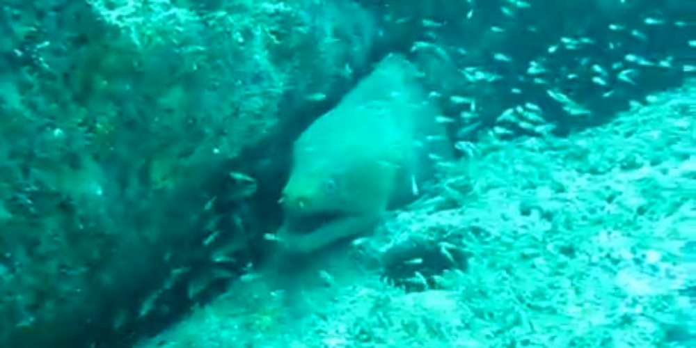 scuba diving moray eel
 - Costa Rica