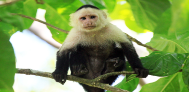 Wildlife at Cahuita National Park - Costa Rica
