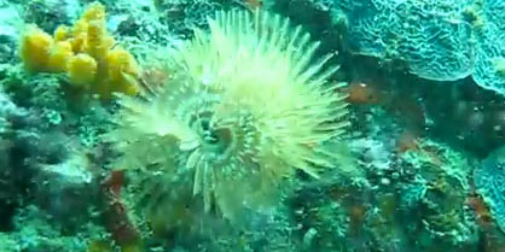        scuba diving fish anemone 
  - Costa Rica