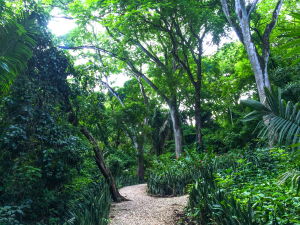 nosara yoga institute trails
 - Costa Rica