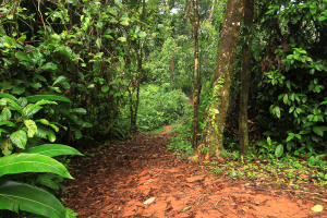 releasing the kinkajou blog trail 
 - Costa Rica