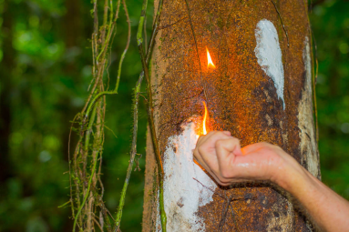        Turpentine Tree In Los Patos Trail
  - Costa Rica
