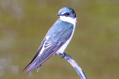 Bird Yes Sierpe Mangler
 - Costa Rica