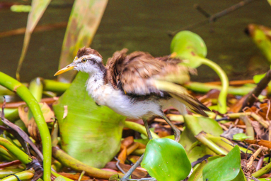 Young Heron Sierpe Boat Tour
 - Costa Rica