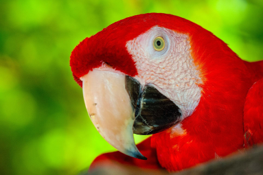 Scarlet Macaw Tortuga Island
 - Costa Rica